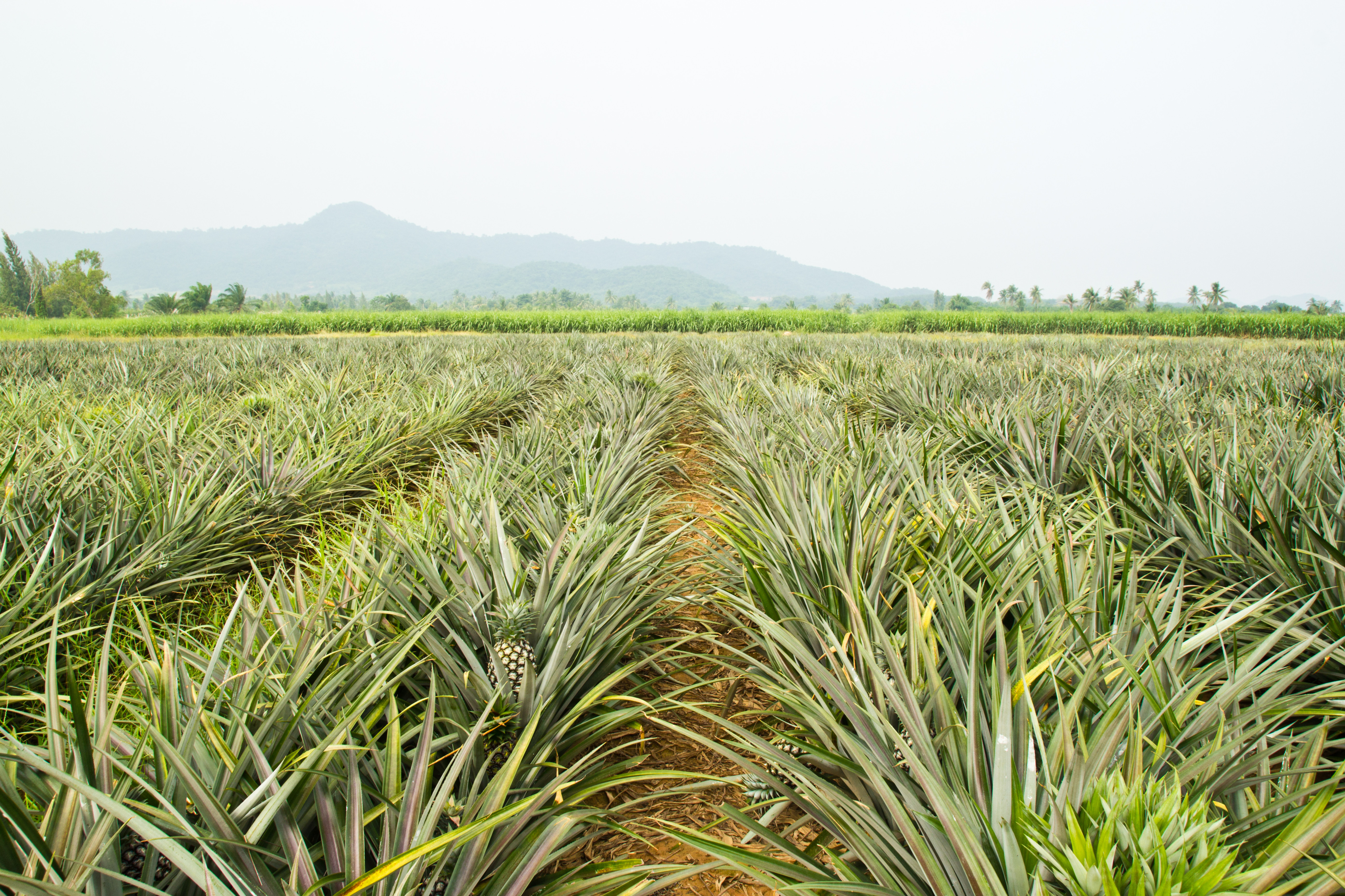 Pineapple Stem